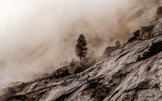 Картинка дерево, скалы, туман
