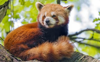 Картинка красная панда, панда, взгляд