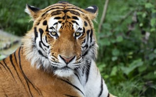 Картинка тигр, большая кошка, взгляд