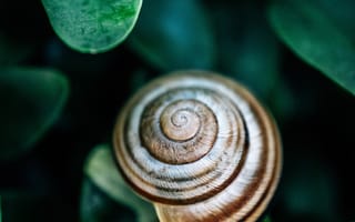 Картинка улитка, листья, макро