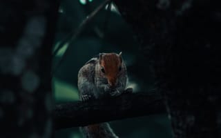 Картинка белка, грызун, хвост