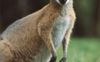 Картинка кенгуру, животное, взгляд