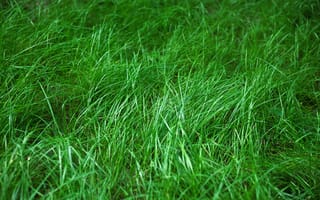 Картинка трава, макро, зеленый