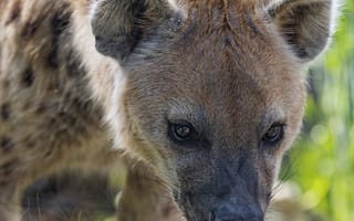 Картинка гиена, хищник, животное