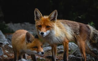 Картинка лиса, детеныш, хищник