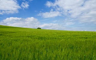 Картинка трава, поле, горизонт