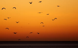 Картинка птицы, закат, море