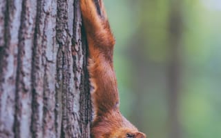 Картинка белка, зверек, грызун