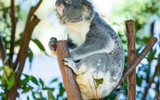 Картинка коала, животное, ветки