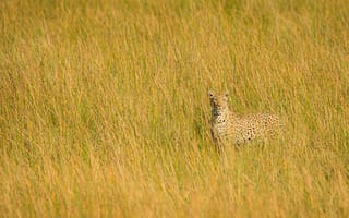 Картинка леопард, большая кошка, взгляд