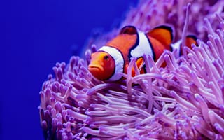 Картинка рыба клоун, рыба, кораллы