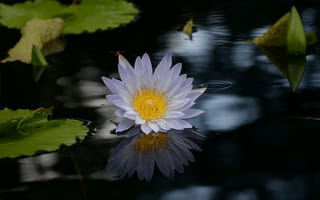 Картинка лотос, цветок, водоем