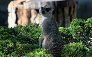 Картинка сурикат, животное, взгляд