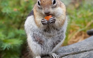 Картинка бурундук, грызун, животное