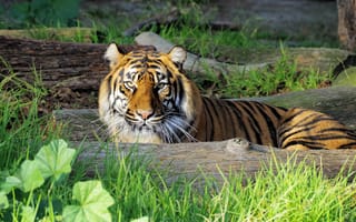 Картинка тигр, взгляд, хищник