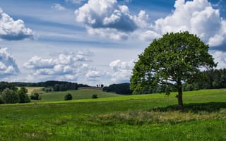 Картинка дерево, трава, поле