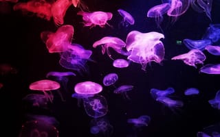Картинка медуза, свечение, темный