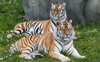 Картинка тигр, тигры, большая кошка