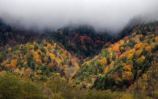 Картинка лес, деревья, осень