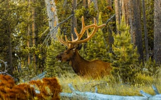 Картинка олень, рога, животное