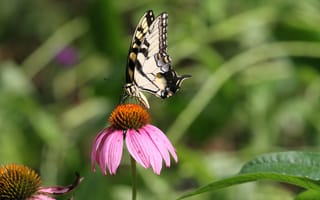 Картинка бабочка, крылья, цветок