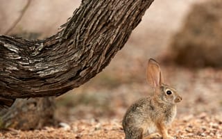 Обои кролик, заяц, уши