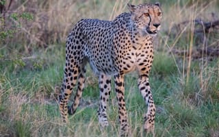 Картинка гепард, большая кошка, взгляд