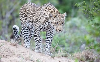 Картинка леопард, хищник, взгляд