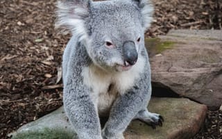 Картинка коала, животное, морда