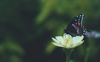 Картинка бабочка, крылья, узор