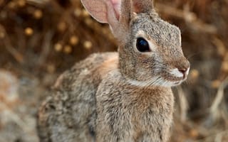 Картинка кролик, заяц, уши