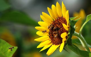 Картинка пчелы, опыление, цветок