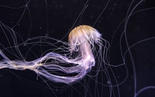 Картинка медуза, подводный мир, темный