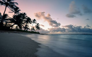 Картинка пальмы, побережье, пляж
