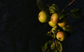 Картинка яблоки, фрукт, листья
