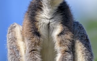 Картинка лемур, животное, взгляд