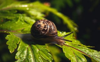 Картинка улитка, лист, макро