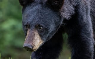 Картинка медведь, морда, хищник