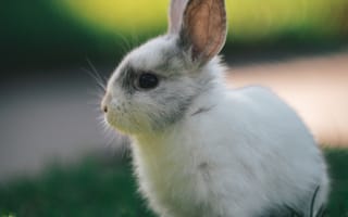 Картинка кролик, профиль, животное