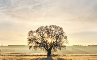 Картинка дерево, ветки, солнце