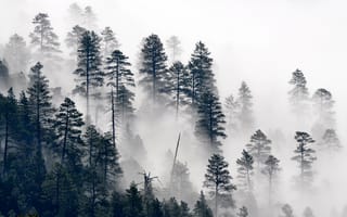 Картинка деревья, сосна, туман