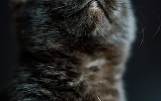 Картинка кот, нос, питомец