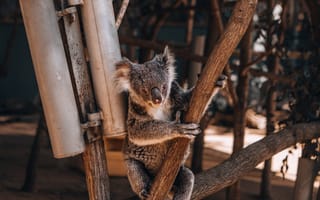 Картинка коалы, коала, животное