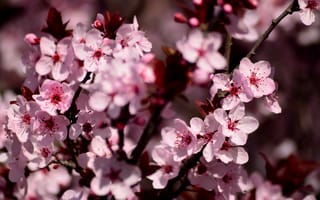 Картинка сакура, цветы, лепестки