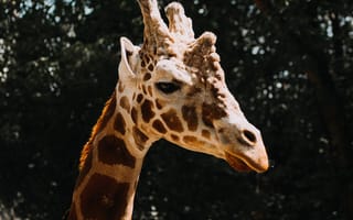 Картинка жираф, животное, пятна