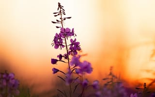 Картинка цветок, лепестки, фиолетовый
