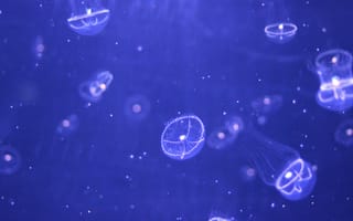 Обои медузы, вода, частицы