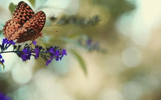 Картинка бабочка монарх, бабочка, цветок
