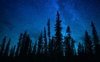 Картинка деревья, звездное небо, ночь