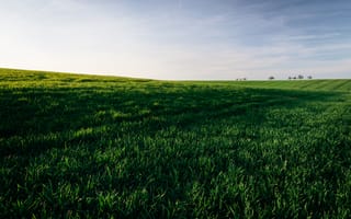 Картинка трава, поле, горизонт